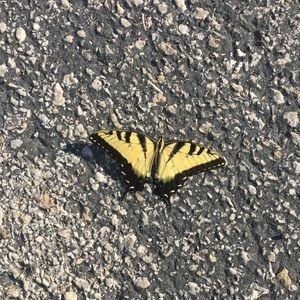 Meet your Posher, Morgan